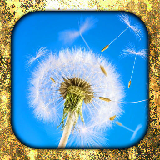 Dandelion Wallpaper Animado