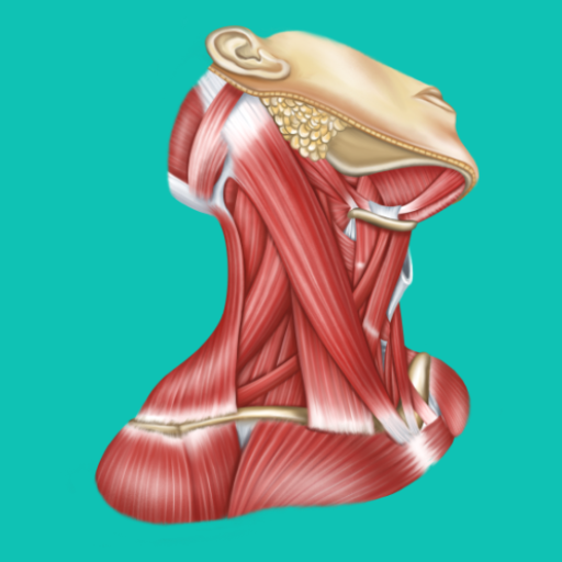 Easy anatomy. Medizin atlas