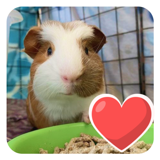 Guinea Pig Lovers : Cuales