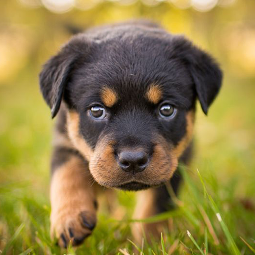 Trình mô phỏng chó Rottweiler