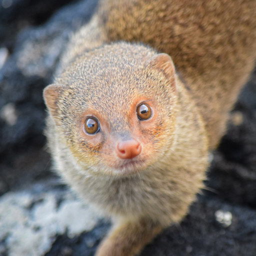 Bunyi Mongoose